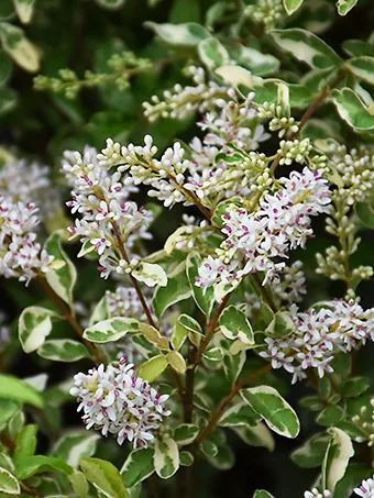 Swift Creek Privet