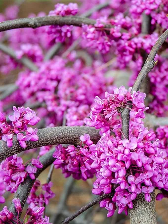 Texas Redbud Tree