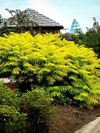 Rhus Tiger Eyes Sumac