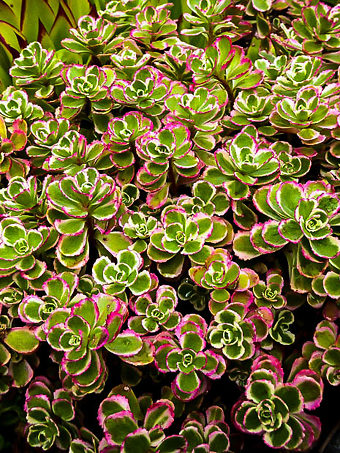Tricolor Sedum