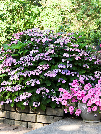 Tuff Stuff® Reblooming Mountain Hydrangea