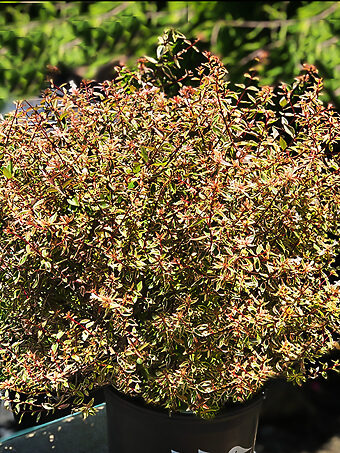 Twist Of Orange Abelia