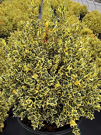 Variegated Boxwood