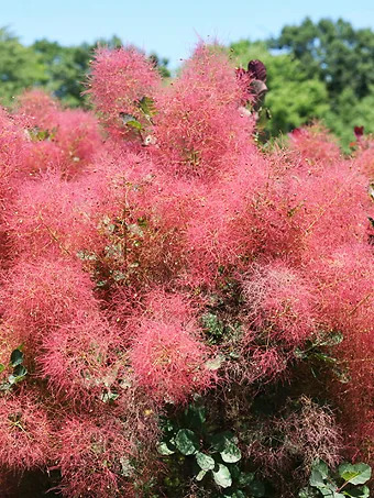 The Velvet Fog® Smoke Tree
