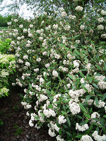 Prague Viburnum