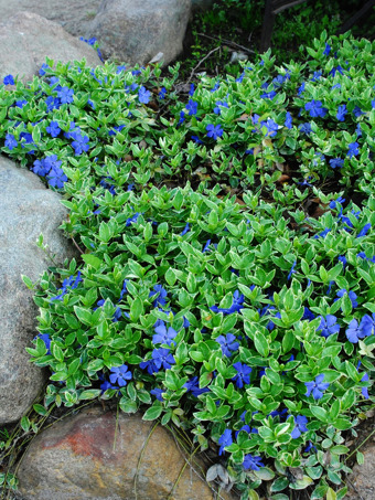 Vinca Minor Bowles Periwinkle