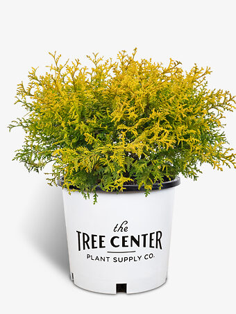 Vintage Gold Cypress