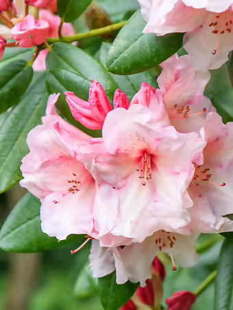 Virginia Richards Rhododendron