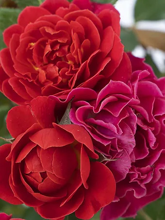 Watermelon Sunblaze® Rose - Tree Form
