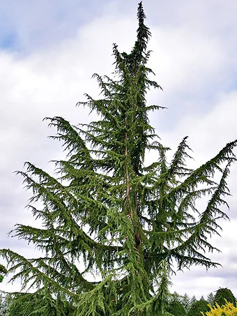 Weeping Blue Lebanon Cedar