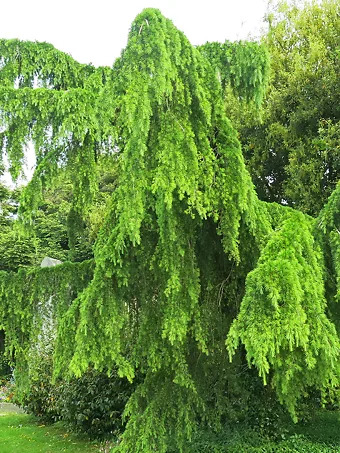 Weeping Deodar Cedar