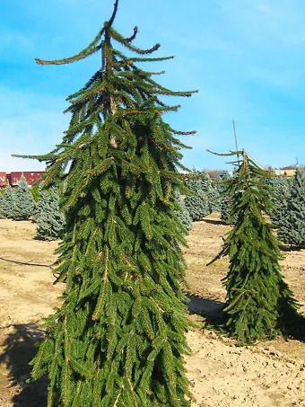 Weeping Norway Spruce