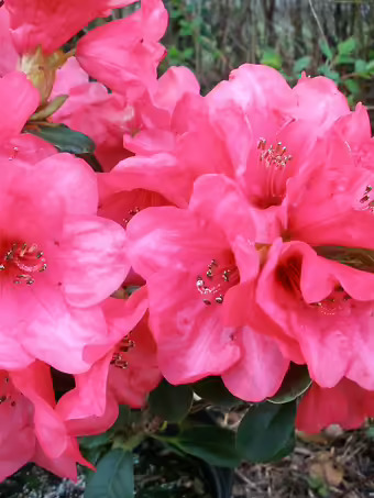 Whisperingrose Rhododendron