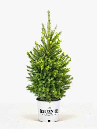 White Spruce