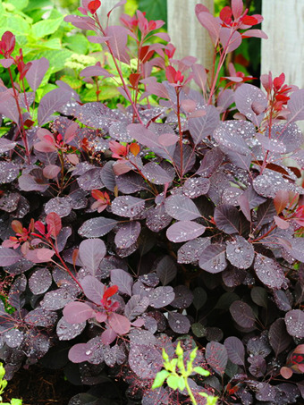 Winecraft Black® Smoke Tree