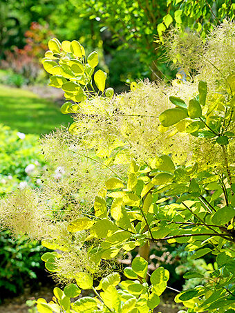 Winecraft Gold Smoke Bush