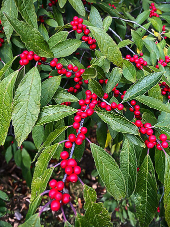 Winter Red Winterberry Holly