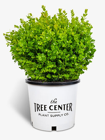 Wintergreen Boxwood