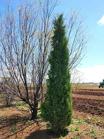 Woodward Columnar Juniper