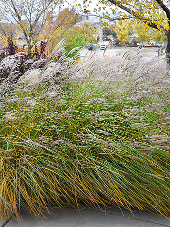 Yaku Jima Maiden Grass