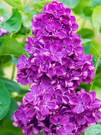 Yankee Doodle Lilac
