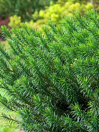 Yewtopia Plum Yew