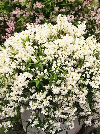 Yuki Snowflake® Deutzia