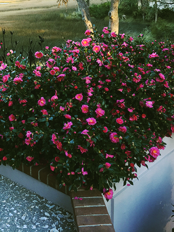 Shi-Shi Gashira Camellia
