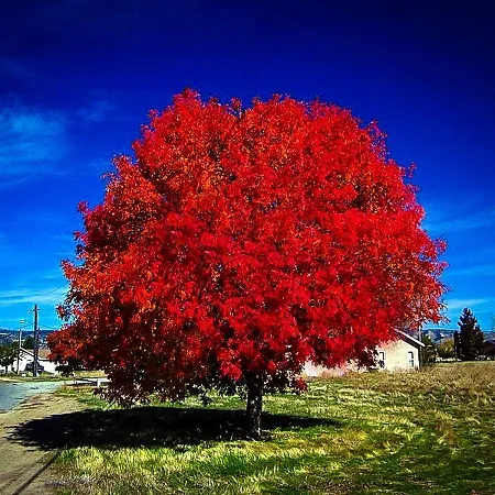 Maple Trees