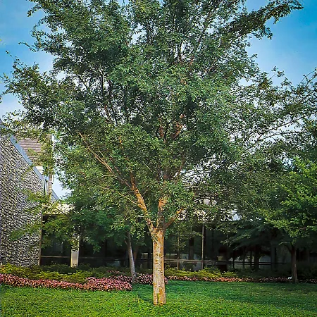 Elm Trees