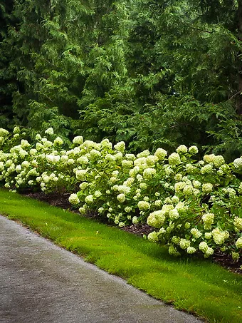 Little Lime Hydrangea