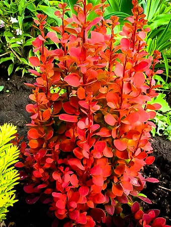 Orange Rocket Barberry